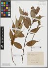 Foto von Salix lasiandra Benth.